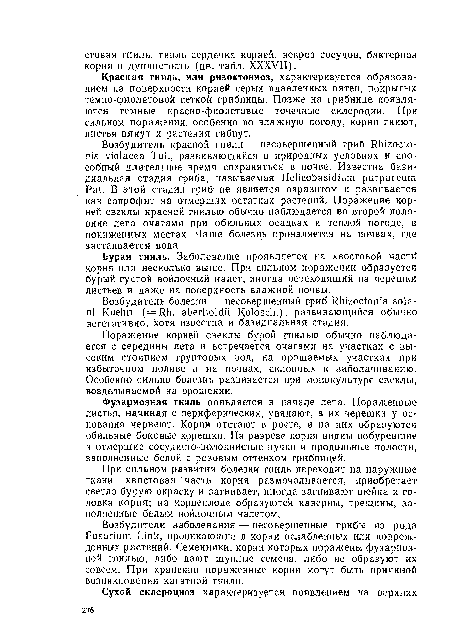 Красная гниль, или ризоктониоз, характеризуется образованием на поверхности корней серых вдавленных пятен, покрытых темно-фиолетовой сеткой грибницы. Позже на грибнице появляются темные красно-фиолетовые точечные склероции. При сильном поражении, особенно во влажную погоду, корни гниют, листья вянут и растения гибнут.