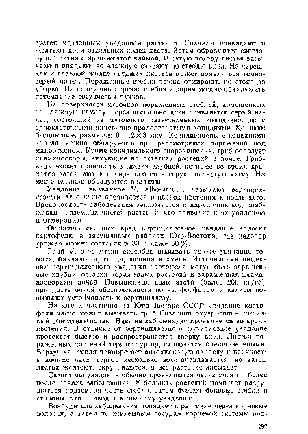 Увядание, вызванное V. albo-atrum, называют вертицил-лезным. Оно чаще проявляется в период цветения и после него. Вредоносность заболевания заключается в нарушении водоснабжения надземных частей растений, что приводит к их увяданию и отмиранию.