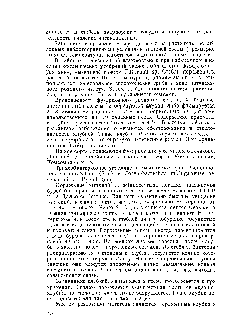 Не все сорта поражаются фузариозным увяданием одинаково. Повышенную устойчивость проявляют сорта Корнвалийский, Комсомолец и др.