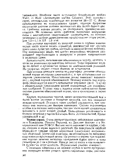 При выкопке картофеля из влажной почвы в глубине язвочек парши часто можно видеть сероватый, зеленоватый или другого цвета налет лучистых грибов, который на воздухе быстро исчезает. Под микроскопом видно, что клетки пораженных чечевичек разросшиеся опробковевшие и завернуты в разных направлениях в несколько слоев.