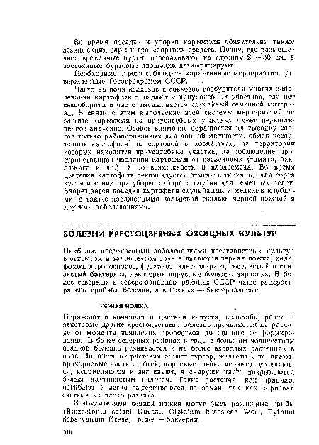 Поражаются кочанная и цветная капуста, кольраби, редис и некоторые другие крестоцветные. Болезнь проявляется на рассаде от момента появления проростков до. полного ее формирования. В более северных районах в годы с большим количеством осадков болезнь развивается и на более взрослых растениях в поле. Пораженные растения теряют тургор, желтеют и поникают; прикорневые части стеблей, корневые шейки чернеют, утончаются, искривляются и загнивают, а снаружи часто покрываются белым паутинистым налетом. Такие растения, как правило, погибают и легко выдергиваются из земли, так как корневая система их плохо развита.