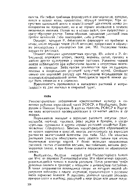 Оосноры, которые Р. с1еЬагуапит формирует на грибнице в почве, после периода покоя (4-—5 месяцев) прорастают и образуют зооспораигии с зооспорами (см. рис. 35). Последние также заражают растения.