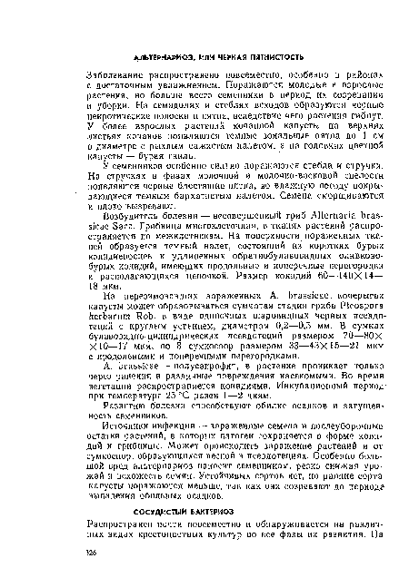 У семенников особенно сильно поражаются стебли и стручки. На стручках в фазах молочной и молочно-восковой спелости появляются черные блестящие пятна, во влажную погоду покрывающиеся темным бархатистым налетом. Семена сморщиваются и плохо вызревают.