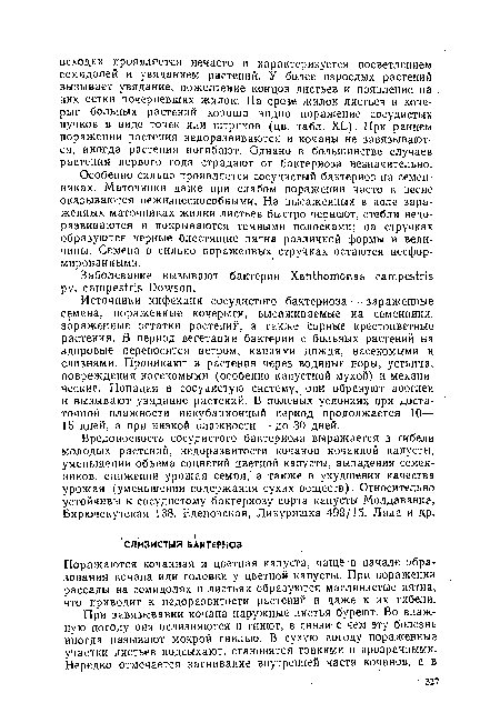 Поражаются кочанная и цветная капуста, чаще в начале образования кочана или головки у цветной капусты. При поражении рассады на семядолях и листьях образуются маслянистые пятна, что приводит к недоразвитости растений и даже к их гибели.