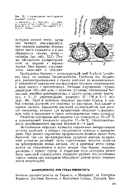 Источниками инфекции являются пораженные неперегнившие остатки растений, в которых сохраняются пикниды с никиоспо-рами. При раннем поражении вредоносность болезни может быть большой, так как преждевременное усыхание листьев задерживает развитие растений, часть пластических веществ тратится на формирование новых листьев, что в конечном итоге сказывается на образовании и росте плодов. Они бывают меньших размеров и теряют тургор. В отдельные годы септориоз может быть причиной значительного снижения урожая. На. устойчивых сортах томата при септориозе образуются мелкие пятна, пикниды почти отсутствуют.