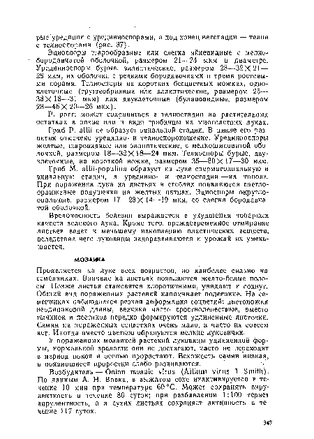 Вредоносность болезни выражается в ухудшении товарных качеств зеленого лука. Кроме того, преждевременное отмирание Листьев ведет к меньшему накоплению пластических веществ, вследствие чего луковицы недоразвиваются и урожай их уменьшается.