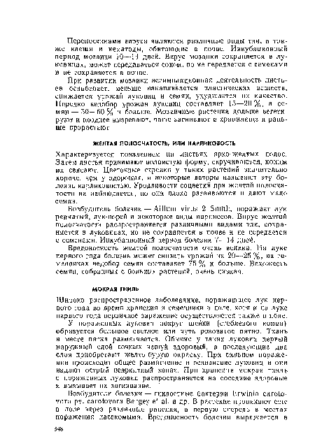 Характеризуется появлением на листьях ярко-желтых полос. Затем листья принимают волнистую форму, скручиваются, концы их свисают. Цветочные стрелки у таких растений значительно короче, чем у здоровых, и некоторые авторы называют эту болезнь карликовостью. Уродливости соцветий при желтой полосчатости не наблюдается, но они плохо развиваются и дают мало семян.