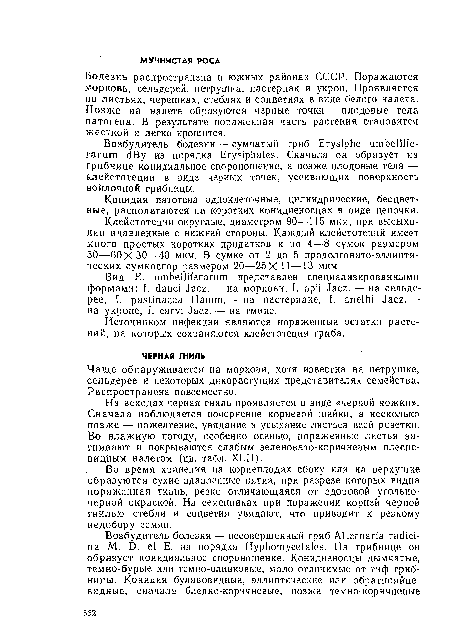 Чаще обнаруживается на моркови, хотя известна на петрушке, сельдерее и некоторых дикорастущих представителях семейства. Распространена повсеместно.