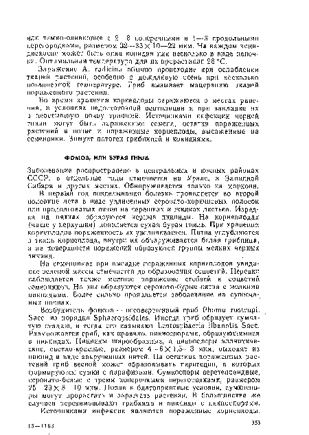 На семенниках при высадке пораженных корнеплодов увядание зеленой массы отмечается до образования соцветий. Нередко наблюдается также местное поражение стеблей и соцветий семенников. На них образуются серовато-бурые пятна с мелкими пикнидами. Более сильно проявляется заболевание на супесчаных почвах.