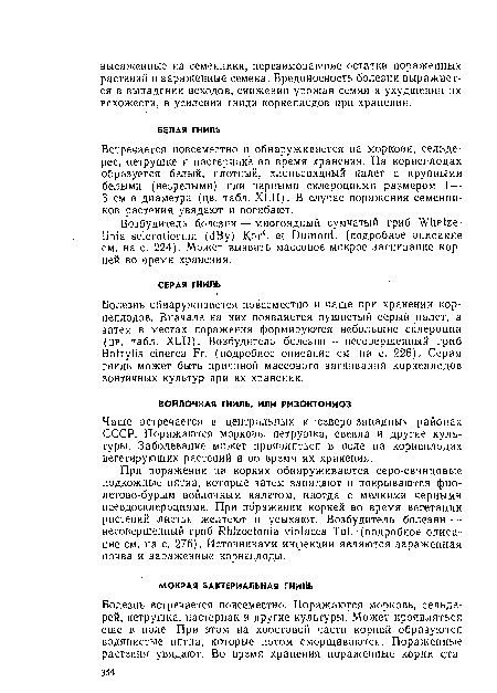 При поражении на корнях обнаруживаются серо-свинцовые подкожные пятна, которые затем западают и покрываются фиолетово-бурым войлочным налетом, иногда с мелкими черными псевдосклероциями. При поражении корней во время вегетации растений листья желтеют и усыхают. Возбудитель болезни — несовершенный гриб Rhizoctonia violacea Tul. ■ (подробное описание см. на с. 276). Источниками инфекции являются зараженная почва и зараженные корнеплоды.