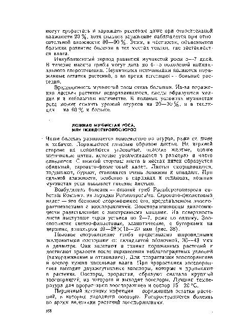 Инкубационный период развития мучнистой росы 5—7 дней. В течение месяца грибы могут дать до 4—5 поколений кониди-ального спороношеиия. Первичными источниками являются пораженные остатки растений, а во время вегетации — больные растения.