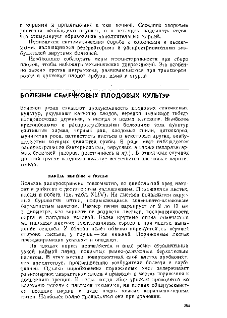 Болезни резко снижают продуктивность плодовых семечковых культур, ухудшают качество плодов, нередко вызывают гибель плодоносящих деревьев, а иногда и целых массивов. Наиболее вредоносными и распространенными болезнями этих культур считаются парша, черный рак, плодовые гнили, цитоспороз, мучнистая роса, пятнистость листьев и некоторые другие, возбудителями которых являются грибы. В ряде мест наблюдается распространение бактериальных, вирусных, а также непаразитарных болезней (хлороз, розеточность и др.). В отдельных случаях на этой группе плодовых культур встречается цветковый паразит омела.