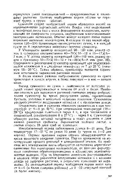 Сумчатая стадия возбудителей парши образуется весной на перезимовавших пораженных листьях. Вокруг мест повреждений в мезофилле листа еще с осени формируются псевдотеции, выступающие на поверхность устьицем, окруженным многочисленными заостренными щетинками. Обычно вокруг каждого пятна парши возникает несколько псевдотециев. В каждом из них весной образуется 120—200 булавовидно-цилиндрических сумок, а в каждой сумке по 8 двуклеточных желтовато-зеленых сумкоспор.