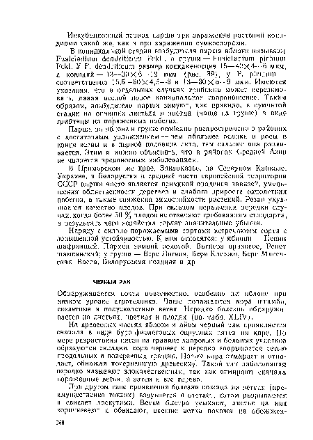 На древесных частях яблони и айвы черный рак проявляется сначала в виде буро-фиолетовых округлых пятен на коре. По мере разрастания пятен на границе здоровых и больных участков образуются складки, кора чернеет и нередко покрывается сетью продольных и поперечных трещин. Позже кора отмирает и отпадает, обнажая почерневшую древесину. Такой тин заболевания нередко называют злокачественным, так как отмирают сначала пораженные ветки, а затем и все дерево.