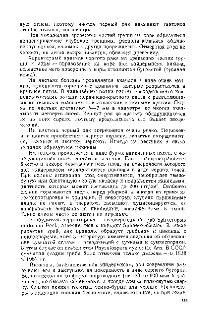 На цветках черный рак встречается очень редко. Пораженные цветки приобретают черную окраску, лепестки сморщиваются, тычинки и пестики чернеют. Иногда на пестиках и нитях тычинок образуются пикниды.