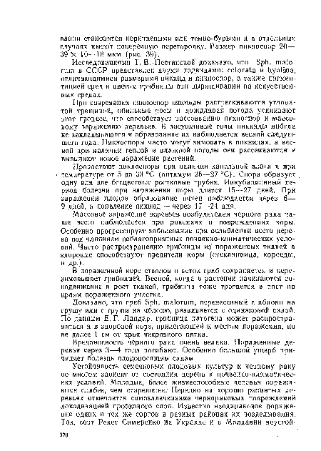 При созревании пикноспор пикниды растрескиваются угловатой трещиной, обильные росы и дождливая погода усиливают этот процесс, что способствует рассеиванию пикноспор и массовому заражению деревьев. В засушливые годы пикниды иногда не закладываются и образование их наблюдается весной следующего года. Пикноспоры часто могут зимовать в пикнидах, а весной при наличии теплой и влажной погоды они рассеиваются и вызывают новое заражение растений.