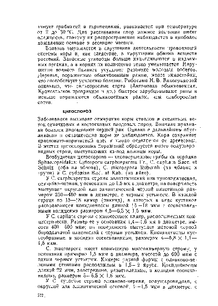 У C. carphosperma строма эллиптическая или тупоконическая, оливково-черная, у основания до 1,5 мм в диаметре, на поверхность выступает округлой или эллиптической черной пластинкой размером 250—450 мкм в диаметре, с черным устьицем. В каждой строме по 15—18 камер (пикнид), в которых в виде кустиков располагаются конидиеносцы длиной 15—18 мкм с сосисковидными конидиями размером 4,5—6,5 X 1,5 мкм.