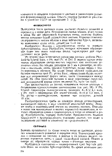 Болезнь проявляется на груше вскоре после ее цветения, достигая максимального развития в середине лета. Характерный признак — появление на листьях, а иногда и на плодах мелких округлых сероватых пятен с узкой темно-бурой каймой. Позже в центре их образуются черные точки — пикниды патогена.