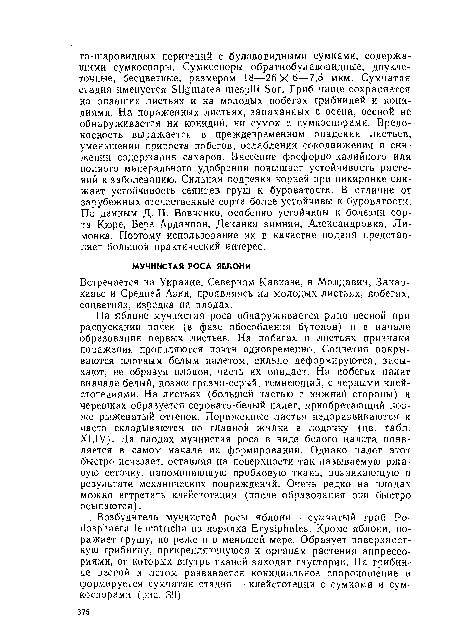 Встречается на Украине, Северном Кавказе, в Молдавии, Закавказье и Средней Азии, проявляясь на молодых листьях, побегах, соцветиях, изредка на плодах.