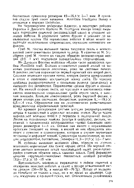 На Черноморском побережье Кавказа, в некоторых районах Украины и Дальнего Востока М. fructigena иногда может вызывать поражение соцветий (монилиальный ожог) и усыхание молодых побегов. В результате цветки буреют и усыхают до завязывания плодов. На пораженных побегах к весне может появляться конидиальнос спороношение, служащее источником инфекции.