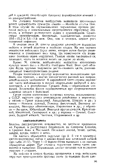 На листьях образуются округлые (до 2—5 мм в диаметре) светло-коричневые пятна с красно-бурой или малиновой каймой (цв. табл. XLV). Через 1—2 недели пятна выпадают и на листьях образуются дырки. При сильном поражении пятна часто сливаются и выпадают. Пораженные листья частично или полностью усыхают и опадают.