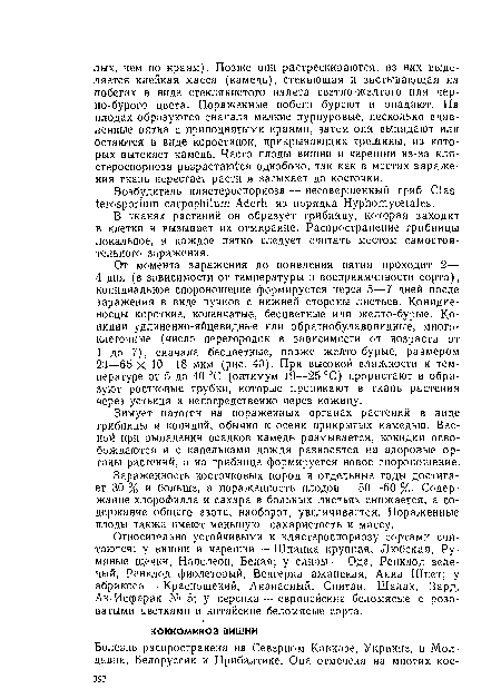 В тканях растений он образует грибницу, которая заходит в клетки и вызывает их отмирание. Распространение грибницы локальное, и каждое пятно следует считать местом самостоятельного заражения.