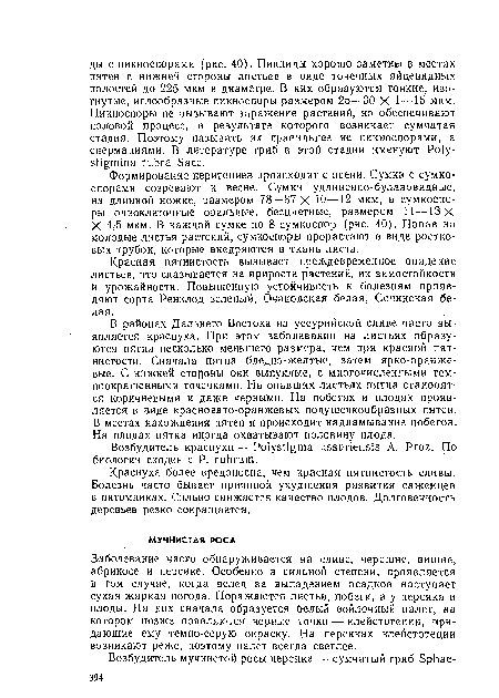 Заболевание часто обнаруживается на сливе, черешне, вишне, абрикосе и персике. Особенно в сильной степени, проявляется в том случае, когда вслед за выпадением осадков наступает сухая жаркая погода. Поражаются листья, побеги, а у персика и плоды. На них сначала образуется белый врйлочный налет, на котором позже появляются черные точки — клейстотеции, придающие ему темно-серую окраску. На персиках клейстотеции возникают реже, поэтому налет всегда светлее.