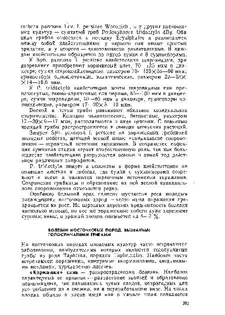 У Р. 1пс1ас1у1а клейстотеции почти шаровидные или приплюснутые, темно-коричневые или черные, 85--100 мкм в диаметре; сумки шаровидные, 60—80 мкм в диаметре; сумкоспоры эллиптические, размером 17—20x8—10 мкм.