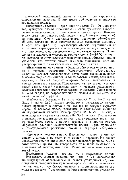 Курчавость листьев вишни. Проявляется чаще на степной вишне, а иногда и на культурной вишне и черешне. На ветвях образуются утолщенные листья, обычно меньшего размера, со слабоволнистыми краями. На поверхности их появляется беловатый и желтоватый восковидный налет. Такие листья издают кумари-новый запах.