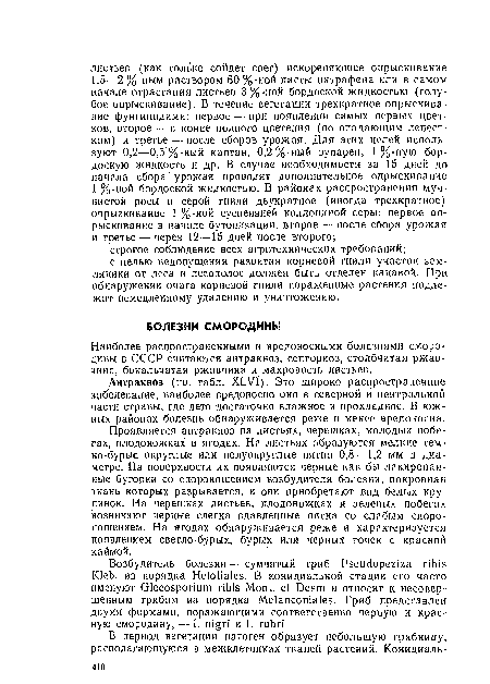 Наиболее распространенными и вредоносными болезнями смородины в СССР считаются антракноз, септориоз, столбчатая ржавчина, бокальчатая ржавчина и махровость листьев.