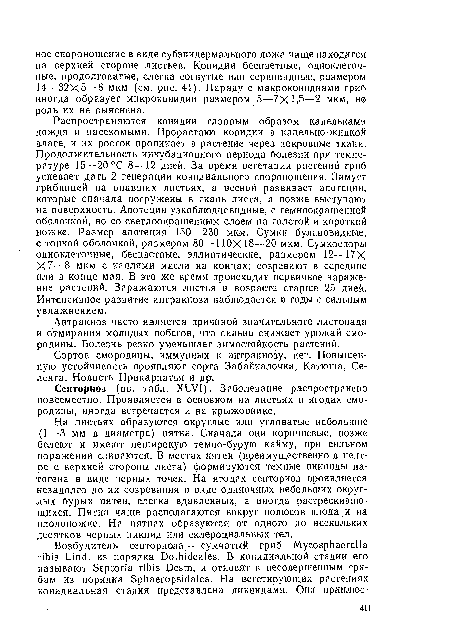 Аитракиоз часто является причиной значительного листопада и отмирания молодых побегов, что сильно снижает урожай смородины. Болезнь резко уменьшает зимостойкость растений.