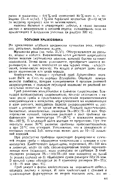 На крыжовнике наиболее вредоносны мучнистая роса, антрак-ноз, ржавчина, окаймление жилок.