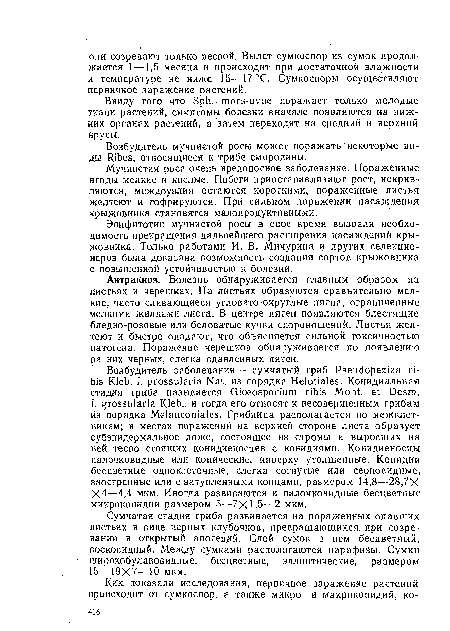 Мучнистая роса очень вредоносное заболевание. Пораженные ягоды мелкие и кислые. Побеги приостанавливают рост, искривляются, междоузлия остаются короткими, пораженные листья желтеют и гофрируются. При сильном поражении насаждения крыжовника становятся малопродуктивными.