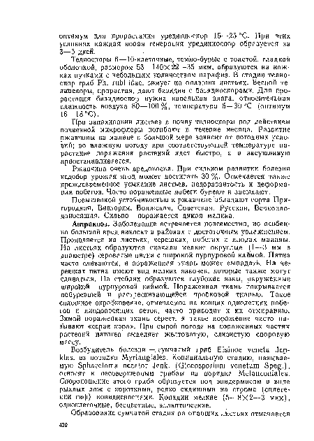 При запахивании листьев в почву телиоспоры под действием почвенной микрофлоры погибают в течение месяца. Развитие ржавчины на малине в большой мере зависит от погодных условий; во влажную погоду при соответствующей температуре нарастание поражения растений идет быстро, а в засушливую приостанавливается.