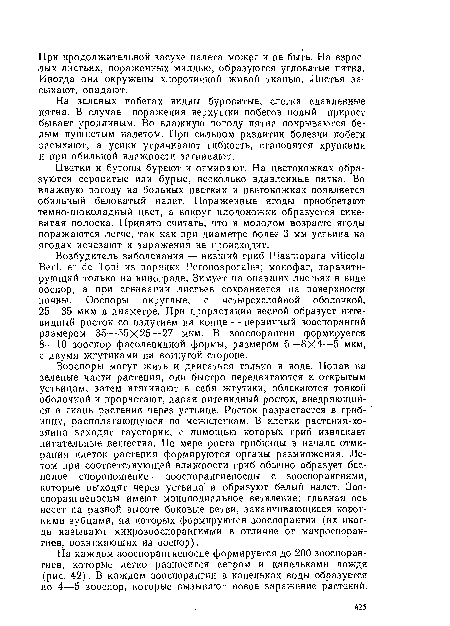 На каждом зооспорангиепосце формируется до 200 зооспорангиев, которые легко разносятся ветром и капельками дождя (рис. 42). В каждом зооспорангии в капельках воды образуется по 4—5 зооспор, которые вызывают новое заражение растений.