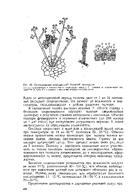 В зараженных тканях растения-хозяина Р. vitícola наряду с бесполым спороношением образует половое спороношение (ооспоры) в результате слияния антеридиев с оогониями. Обычно ооспоры формируются в огромных количествах (до 250 ооеиор на 1 мм2 листа) при наступлении засушливого периода. К осени интенсивность их образования усиливается.