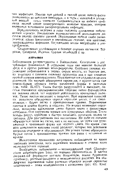 Интенсивное проявление антракноза наблюдается во время цветения винограда, хотя поражение возможно в течение всего вегетационного периода.