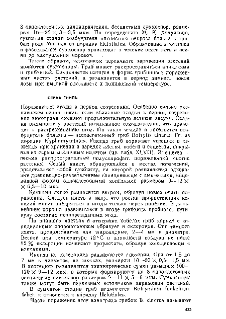 Конидии легко разносятся ветром, образуя новые очаги поражения. Следует иметь в виду, что ростки прорастающих конидий могут внедряться в ягоды только через ранения. В дальнейшем хорошо развившаяся в ягоде грибница пробивает кутикулу соседних неповрежденных ягод.