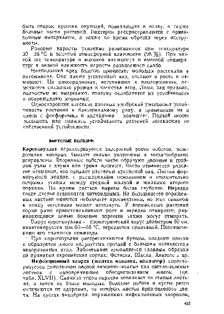 Короткоузлие характеризуется задержкой роста побегов, междоузлия которых бывают сильно укорочены и зигзагообразно искривлены. Вторичные побеги часто образуют двойные и тройные узлы с двумя или тремя почками. Часто отмечается развитие пасынков, что придает растению кустистый вид. Листья формируются мелкие, с расширенным основанием и относительно острыми углами между средней жилкой и жилками второго порядка. По краям листьев вырезы более глубокие. Нередко такие листья становятся нитевидными. На большинстве пораженных листьев имеются небольшие просветления, но этот симптом к концу вегетации может исчезнуть. У пораженных растений корни рано приостанавливают рост и нередко отмирают; развивающиеся новые боковые корешки также могут отмирать.