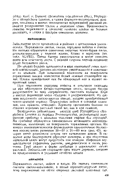 На плодах болезнь проявляется в виде коричневой гнили плотной консистенции, которая постепенно увеличивается и охватывает их целиком. При повышенной влажности на поверхности пораженных плодов появляется белый нежный стелющийся налет. Плоды приобретают как бы обваренный вид и издают неприятный запах.