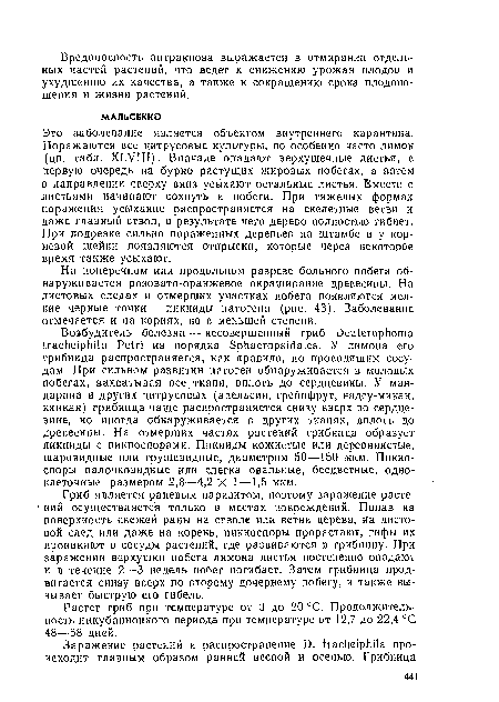 Это заболевание является объектом внутреннего карантина. Поражаются все цитрусовые культуры, но особенно часто лимон (цв. табл. XLVIII). Вначале опадают верхушечные листья, в первую очередь на бурно растущих жировых побегах, а затем в направлении сверху вниз усыхают остальные листья. Вместе с листьями начинают сохнуть и побеги. При тяжелых формах поражения усыхание распространяется на скелетные ветви и даже главный ствол, в результате чего дерево полностью гибнет. При подрезке сильно пораженных деревьев на штамбе и у корневой шейки появляются отпрыски, которые через некоторое время также усыхают.