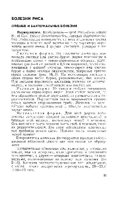 Листовая форма. На пластинке листа крупные вначале светлые или светло-бурые, позже темнеющие и засыхающие пятна с темно-коричневым ободком, удлиненные (до 3—4 см длиной и 0,5 см шириной), часто сливающиеся с нижней стороны, темно-серые или светло-бурые с более темным окаймлением, покрытые грязно-серым налетом (рис. 16, 1). На влагалищах листьев с обеих сторон пятна бурые, расплывчатые, без налета. При сильном поражепип влагалищ метелки не выметываются, и растения приобретают вид опаленных.