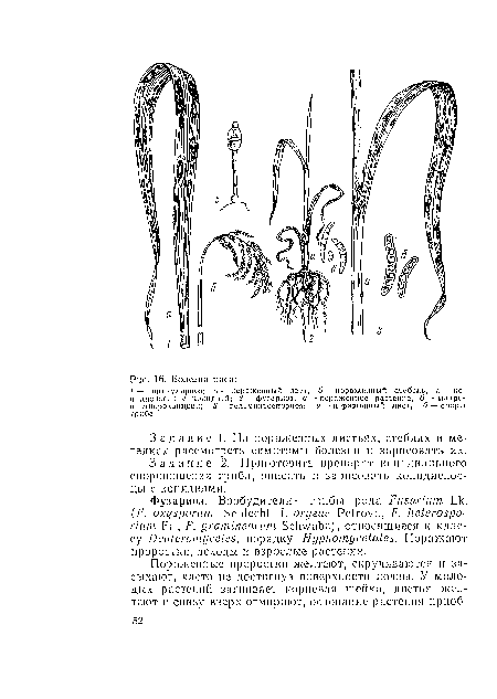 Задание 1. На пораженных листьях, стеблях и метелках рассмотреть симптомы болезни и зарисовать их.