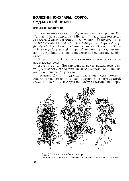 Задание 1. Описать и зарисовать различные типы плеспевения семян.