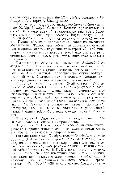 Задание 1. Описать различные виды Головин сорго и зарисовать симптомы их проявления.