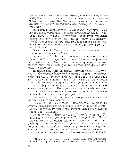 Задаппе 2. Осторожно плоскостью покровного стекла, смоченного в воде, спять с пятна налет п приготовить препарат. Рассмотреть споропошсппс возбудителя и зарисовать коппдпп.