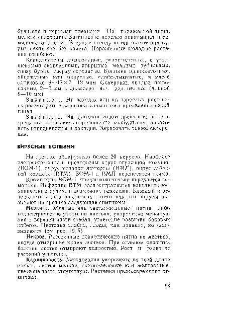 Задание 1. На всходах или па взрослых растениях рассмотреть и зарисовать симптомы проявления серой гнили.