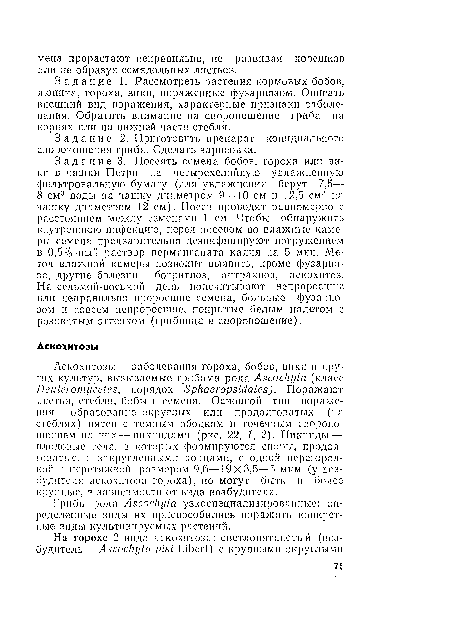 Задание 1. Рассмотреть растения кормовых бобов, люпина, гороха, вики, пораженные фузарнозом. Описать внешний вид поражения, характерные признаки заболевания. Обратить внимание па споропошеиие гриба па корнях или па нижней части стебля.