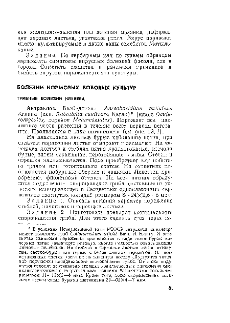 На пластинках листьев бурые небольшие пятна, при сильном поражении листья отмирают и засыхают. На черешках листьев и стеблях пятна продолговатые, сначала бурые, затем чернеющие, переходящие в язвы. Стебли и черешки надламываются. Поле приобретает вид побитого градом или потоптанного скотом. На соцветиях наблюдается побурение обертки и чашечки. Лепестки приобретают фиолетовый оттенок. На всех пятнах образуются подушечки — спороношепие гриба, состоящее из коротких коппдиеносцев и бесцветных одноклеточных сер-повндпо-изогнутых конидий размером 8—24X2,5—5 мкм.