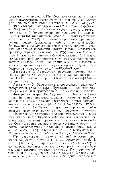 Задание 2. Рассмотреть прорастающий склероций возбудителя рака клевера. Приготовить препарат, рассмотреть сумки и сумкоспоры в них. Сделать зарисовки.